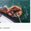 소가 이미지
