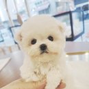 펫 탑 클래스 이미지