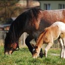 힐링애견샵 이미지
