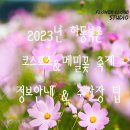 산삼골꿀벌영농조합법인 | <9월 여행지추천>2023년 하동북천 코스모스 메밀꽃 축제 정보안내 및 주차장 팁 공개