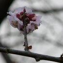 매화농원 이미지