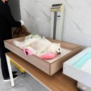 펫사랑 | 펫로스의 일기 (1) 구름이와의 이별 / 반려동물 장례식장 강릉 펫사랑 후기