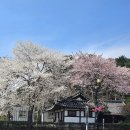 세븐일레븐 강릉선교장점 이미지