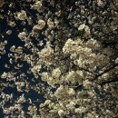 원적산공원 | 인천 벚꽃 명소 개화 만개 실시간 현황 원적산공원 야경 후기