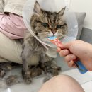 냥냥미장원 | 전주시 고양이 무마취 미용샵 냥냥미장원 후기