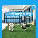피피독 이미지