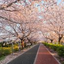 낙동강변로6-9 | 사상 삼락생태공원 낙동제방 벚꽃길