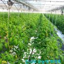 무농약 찰토마토 50% 맛보기 이벤트 이미지