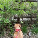 에이스 켄넬 이미지