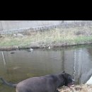 흑돼지한마리 이미지