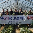 고들빼기연구회