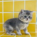 대구고양이분양 테디럽 이미지