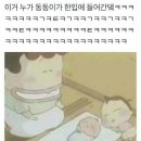 랙돌카페냐옹 이미지