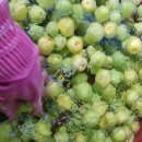 진들농장 이미지