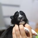 라임레이디 이미지