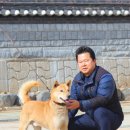 진도개 사랑 이미지