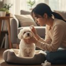 시흥24시센트럴동물의료센터 | 강아지 결막염이 아니라 ‘각막 궤양’일 수 있는 구분 포인트 - 시흥24시센트럴동물의료센터