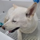 오포로859번길 | 죽은 털 전쟁! 자주 만나니 편안한 진돗개 네찌의 미소 😊