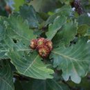 용담광택 이미지