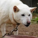 진도개영농조합 이미지