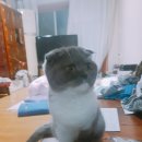 아토그루밍 이미지