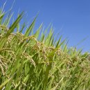 농업법인(주)참 이미지