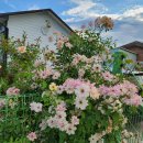 필립스(장미) 이미지