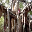 더 큰나무 이미지