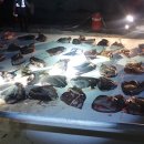 동해-단속-30 이미지