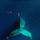 남태평양 혹등고래(Humpback)와의 만남! 통가 5편 : 귀요미 고래들(Lovely baby whales)~♡ (2016년 9월)