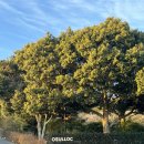 쉐프테라스 | [제주도] 오설록 티 테라스, 김도윤 쉐프 오설록 누들바 다녀온 후기 💚☘️🍜💚