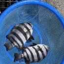 진도수산 이미지