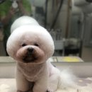 김언니 펫살롱 이미지