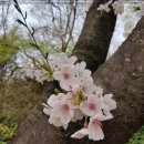 봄을 알리는 (야간)벚꽃 구경 벙개~ 이미지