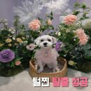 털찐강아지 | 털찐 말티푸 탈출! 3개월 버티다 결국 미용 맡긴 후기