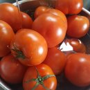 (주)대성팜 | 토마토팔이 일상