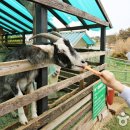 팜카밀레 이미지