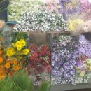 언덕배기꽃식물원 이미지