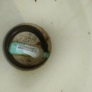 유동장어 이미지