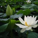 푼다리카 이미지