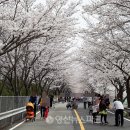 '양산의 봄'···원동미나리축제·물금벚꽃축제 열린다 이미지