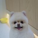 그루밍부스 이미지