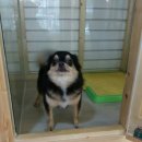 매력it개 이미지