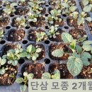 단삼 모종 2개월째 / 한길타조농장 이미지