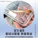 <경기 광주> 동네사람들 파충류샵 후기