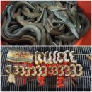 강산풍천민물장어 이미지