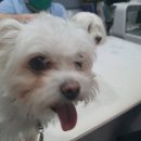 메디 포즈 동물병원 이미지