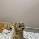 아가단 펫 살롱 이미지