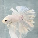 미호안 | 🐟 화려한 매력의 관상어 베타 물고기 입양 후기, 미호베타 하프문 베타