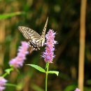 성일중학교 이미지